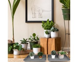 Famanu - Modderopvangbak 2er Set - Houdt je huis schoon - Duurzaam kunststof - Grijs 2 stuks