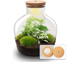 Fat Joe Groen - Planten terrarium met licht - DIY kit - Ecosysteem plant - Ø 29 cm ↑ 30 cm