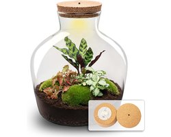 Fat Joe Red - Planten terrarium met licht - DIY kit - Ecosysteem plant - Ø 29 cm ↑ 30 cm