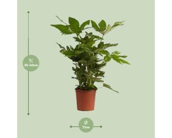 Fatsia Japonica -50cm -Ø17 Groene Kamerplant -