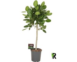 Ficus benghalensis Audrey op stam 130 cm – Kamerplant – Vers Van De Kweker – Potmaat Ø27 cm