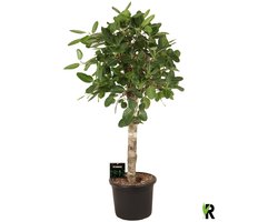Ficus Benghalensis Audrey op stam 180 cm – Kamerplant – Vers Van De Kweker – Potmaat Ø45 cm