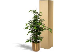 Ficus benjamina Danielle + Pot Mayk Gold - ↨95cm - Ø21cm
