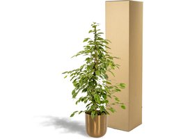 Ficus benjamina Goldenking - ↨95cm - Ø21cm + Pot Mayk Gold