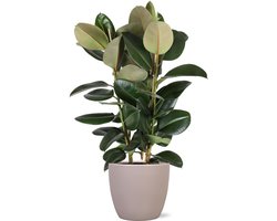 Ficus Elastica Robusta Ø27cm - 115cm in Boule TAUPE pot