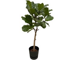 Ficus Lyrata stam inclusief elho Greenville Round zwart - 160 cm - Ø30