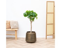 Ficus Umbellata - 180cm
