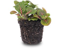 Fittonia Bubble Red - Rood/groen - Mozaiekplantje