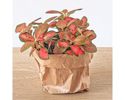 Fittonia Oranje - Roze - Ruby Lime - Mozaiekplantje