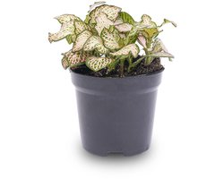 Fittonia Pink Tiger - Roze - Mozaiekplantje