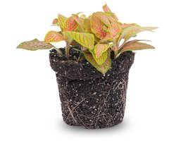 Fittonia Ruby Lime - Mozaïekplant
