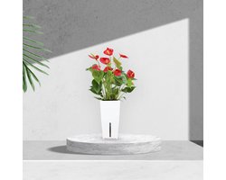 Flamingo kamerplant met zelfwaterende bloempot – Anthurium rood in wit automatisch watergeefsysteem – Flamingoplant ↕40-50cm - Ø12 – Waterfresh 10,5x10,5x18cm
