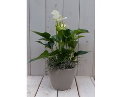 Flamingoplant Anthurium wit in taupe pot 40 cm
