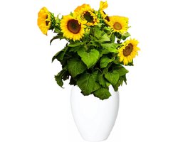 Floran Bloemen vaas - wit - D25 x H28 cm - keramiek - bloemenvaas - bloempot - plantenpot/bloemenvaas
