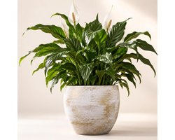 Floran planten / bloempot Madeira - wit / goud - keramiek - D34 x H34 cm - Keramische plantenpot