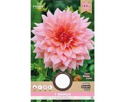 Florex Dahlia decoratief 'Otto`s thrill roze'