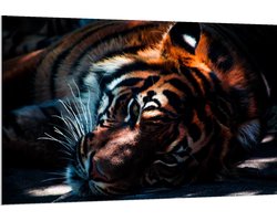 Forex - Liggende Tijger in Schaduw  - 150x100cm Foto op Forex