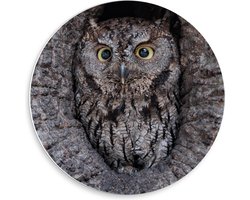 Forex Wandcirkel - Camouflage Uil in Boom - 50x50cm Foto op Wandcirkel (met ophangsysteem)