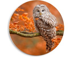 Forex Wandcirkel - Uil op Tak - 40x40cm Foto op Wandcirkel (met ophangsysteem)