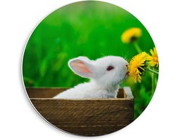 Forex Wandcirkel - Wit Konijntje in Kistje - 40x40cm Foto op Wandcirkel (met ophangsysteem)