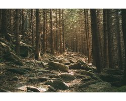 Fotobehang Bos Bomen Stenen - Vliesbehang - 300 x 210 cm