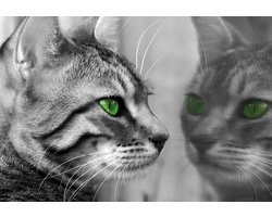 Fotobehang - Vlies Behang - Grijze Kat met Groene Ogen - 208 x 146 cm