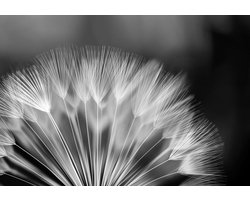 Fotobehang - Vlies Behang - Zwart-wit Paardenbloem - 368 x 254 cm