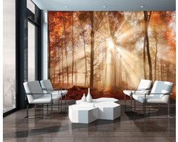 Fotobehang Vlies | Bos | Bruin, Oranje | 368x254cm (bxh)
