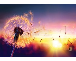 Fotobehang Vlies | Paardenbloem | Paars, Geel | 368x254cm (bxh)