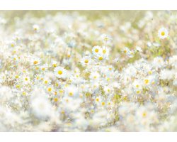Fotobehang - Witte Margrieten - Dromerige Bloemen - Romantische Wanddecoratie - Slaapkamer Praktijk - 368x254 cm - Komar