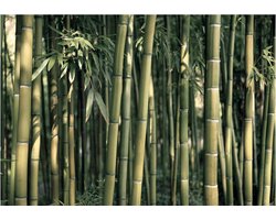 Fotobehangkoning - Behang - Vliesbehang - Fotobehang Bamboe - Bamboo Exotic - 300 x 210 cm