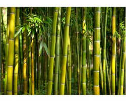 Fotobehangkoning - Behang - Vliesbehang - Fotobehang Bamboe - Oriental Garden - 250 x 175 cm