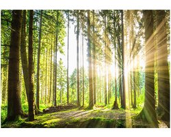 Fotobehangkoning - Behang - Vliesbehang - Fotobehang Bos met Zonnestralen - 100 x 70 cm