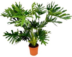 Frappante kamerplant Philodendron Selloum - Tree Philodendron binnen - 150 cm - Ø30