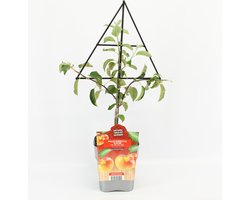 Fruitplant Appel op driehoek rek - Malus domestica 'Elstar'  - hoogte 60 / 70 cm