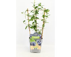 Fruitplant - Vaccinium corymbosum 'Goldtraube' - Blauwe Bosbes - op rek - Hoogte 60 / 70 Cm
