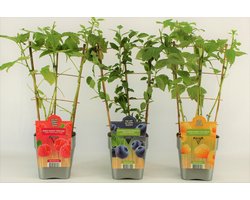 Fruitplanten mix - 3 verschillende soorten fruit - 1 Blauwe Bosbes, 1 Gele Framboos en een Rode Framboos- op rek - Hoogte 60 / 70 Cm