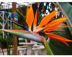 Garden Select - Strelitzia Reginae - Set van 3 Paradijsvogels Bloemen - Kamerplant - Grote en sterke bladeren - Vogelachtige vorm - 25-40 cm - Garden Select
