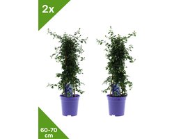 GARDENZO - 2x Amerikaanse sering (Ceanothus) XL Pyramide in 2 ltr pot 60-70 cm