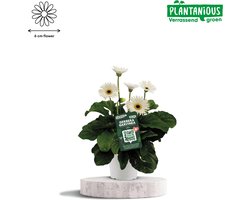 Garvinea Gerbera, Kamerplanten, Tuinplanten,Terrasplanten, Balkonplanten, Kleur Wit, Ø19cm - 50cm
