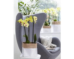 Gele orchidee Limelight - Phalaenopsis - Het Beste van de Kweker
