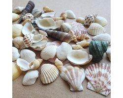 Gemengde Natuurlijke Schelpen voor Creatieve Projecten - Decoratieve Schelpen voor Thuis, Feestjes en Bruiloften - Ongeveer 200g