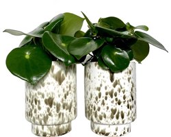 Gevlekte potten met groen, wit, beige Ø12 cm  | Set van 2 stuks | Cheetah print trend | Bloempot op voet | Bloempotten, binnenpot, bloempot kamerplant