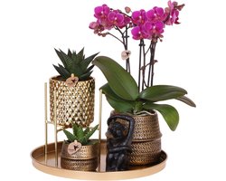 Gift set Hotel Chic | Plantenset met paarse Phalaenopsis Orchidee en Succulenten incl. keramieken sierpotten -