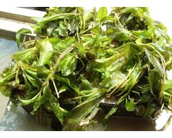 Glanzend fonteinkruid (Potamogeton lucens) - Vijverplant - Per 2 manden - Vijverplanten Webshop