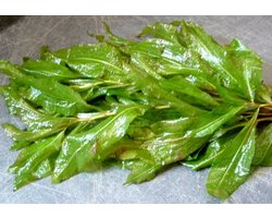 Glanzend fonteinkruid (Potamogeton lucens)  - Zuurstofplant - per 5 bundels - Opplanten in kleiige vijveraarde - Vijverplant- Vijverplanten Webshop