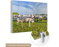 ® Glasschilderij 150x100 cm - Schilderij acrylglas - Schapen - Wit - Wol - Foto op glas - Muurdecoratie woonkamer - Wanddecoratie slaapkamer - Schilderijen