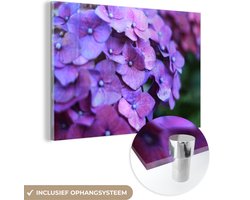 Glasschilderij - Foto op glas - Hortensia - Bloemen - Natuur - Paars - 120x80 cm - Acrylglas - Wanddecoratie glas - Muurdecoratie - Schilderij bloemen