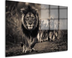 Glasschilderij leeuwen op jacht – Indrukwekkend plexiglas schilderij voor een stoere interieurstijl - Decoratie huis - Woonkamer accessoires - Acrylglas 150x100 cm