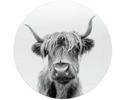 Glasschilderij Schotse Hooglander - Ø 50 - Glas - REINDERS